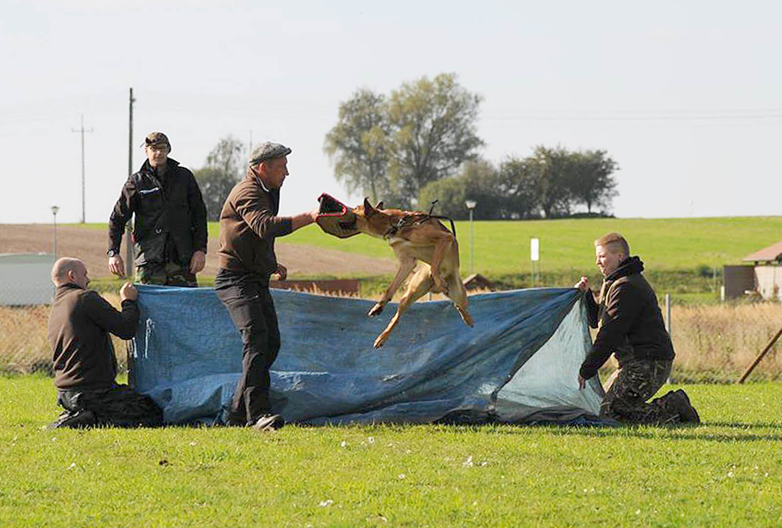 Hunde