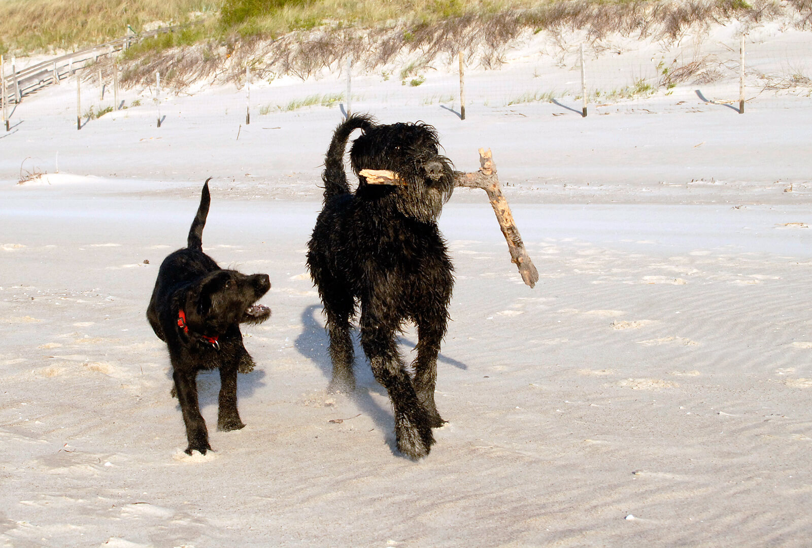 Hunde